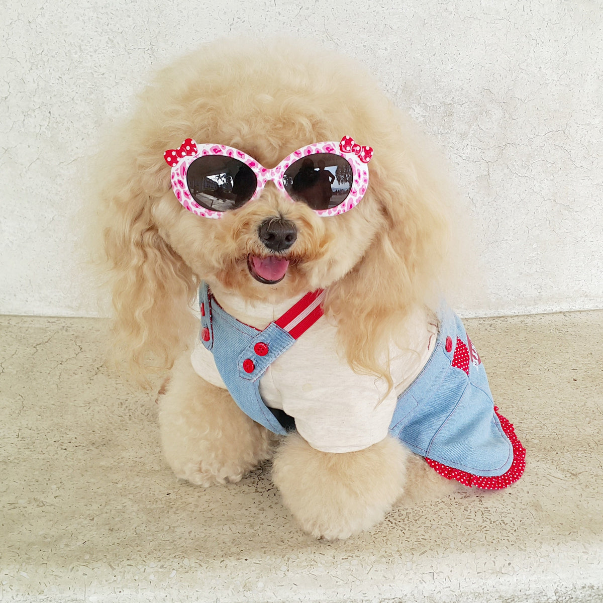 10 Things You May Not Know About Poodles